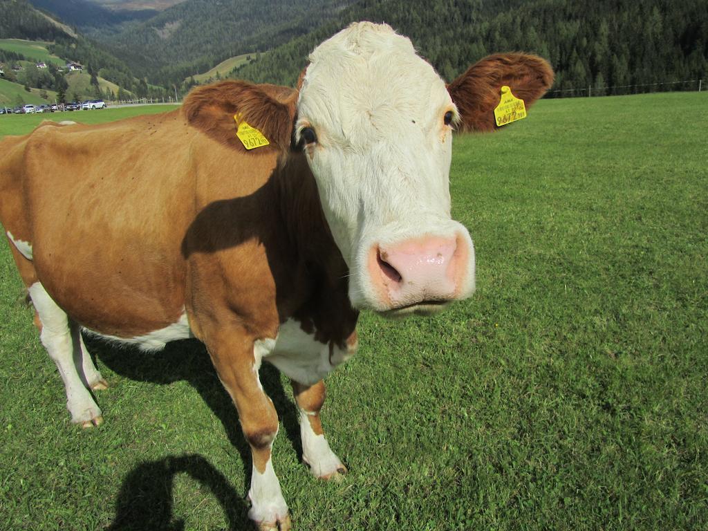 Der Hoferbauer Lägenhet Bad Kleinkirchheim Exteriör bild